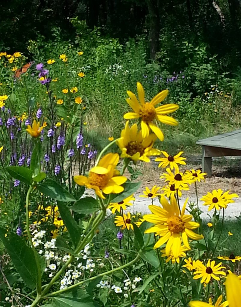 Native flowers in bloom on the Eagle Nature Trail.